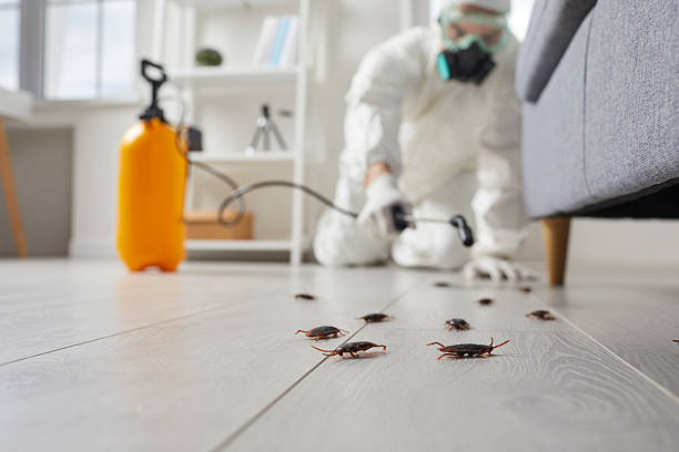 Commercial Kitchen Cockroach Control in Calverton Park